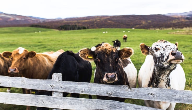 Cows grazing.