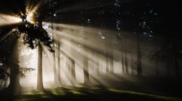 Sun breaking through the trees