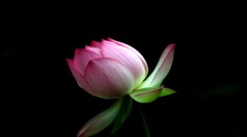 Lotus.