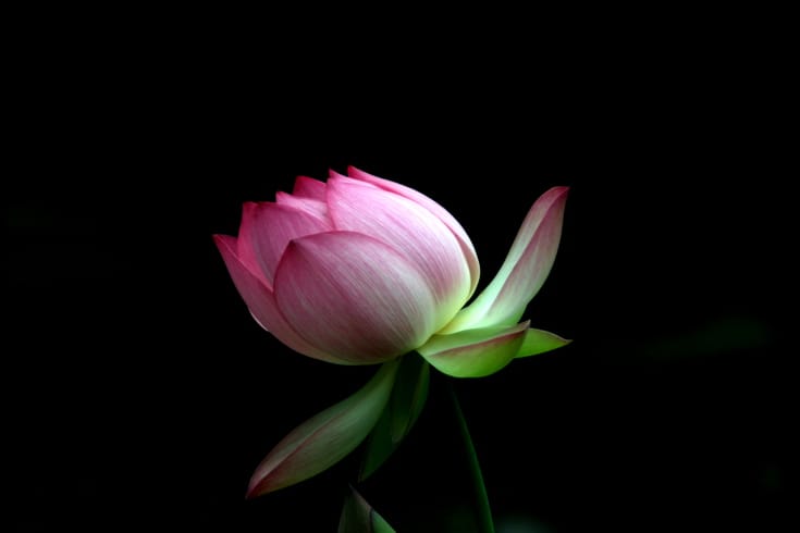 A lotus flower against a black background. 