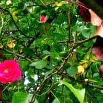 Philip Whalen on Zen, life, and death