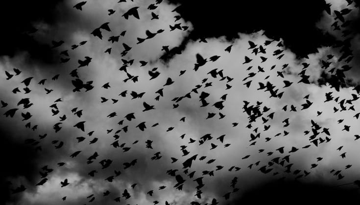 Dark birds flying across the sky.