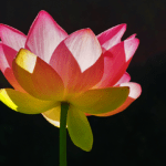 This Is the Buddha’s Love: An Interview with Thich Nhat Hanh