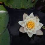 Dharma for a Dangerous Time