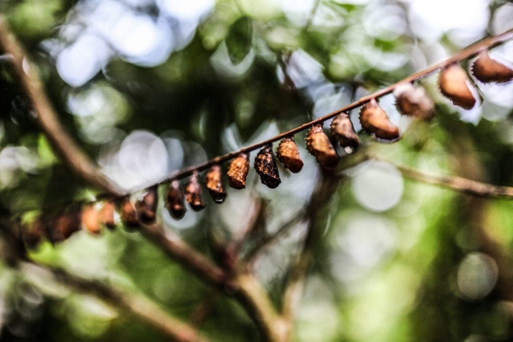 A branch with a bunch of flowers on it.