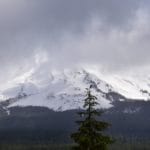 Writers and the War Against Nature