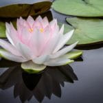 Love’s Garden