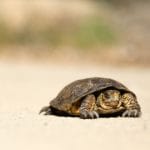 The Turtle