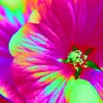 Allan Badiner talks American Buddhism and Psychedelics