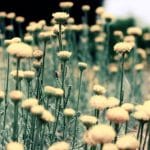 Be Grateful to Goutweed
