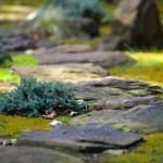 Going at Our Own Pace on the Path of Meditation
