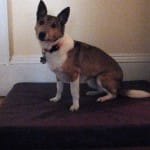 Mindfulness for dogs? Preliminary study findings are promising