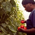 The Joy of Living Green