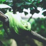 Snakes on the Brain