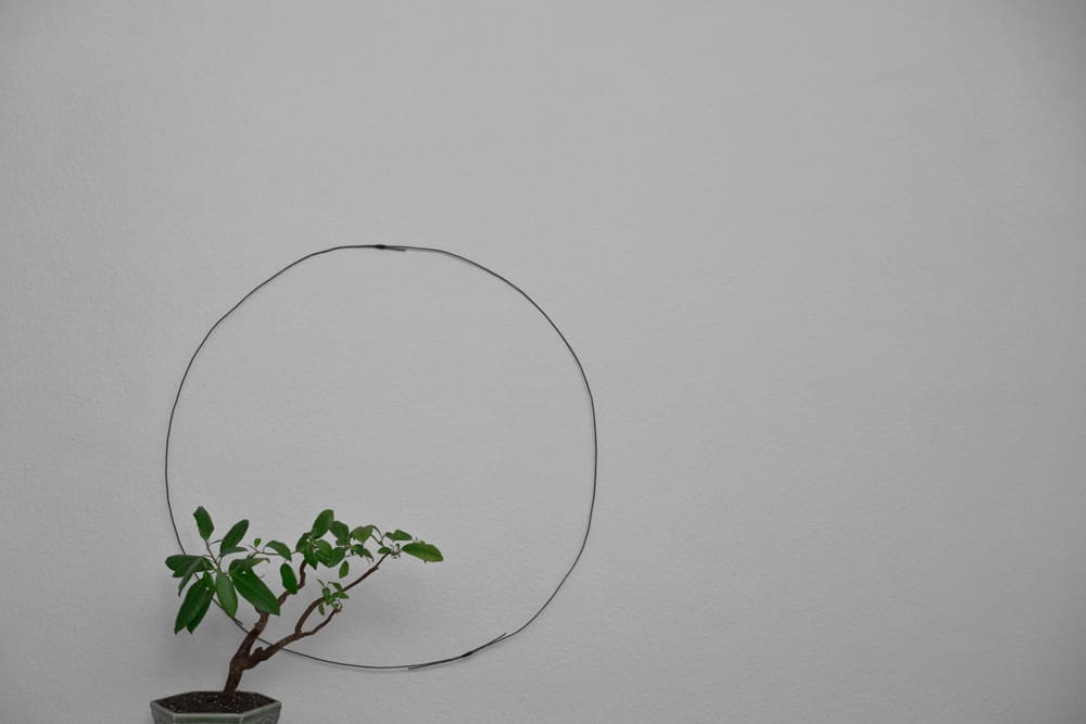 A picture of a plant within a circle drawn on the wall.