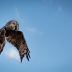 About a Poem: Ted Kooser on Connie Wanek’s “A Sighting”