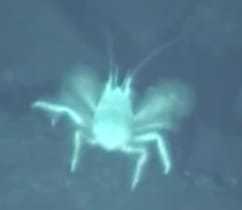 yeticrab