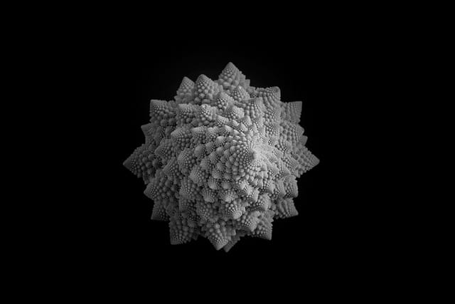 shell, spiral