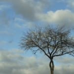 The “Seeing Fresh” contemplative photo of November 2012