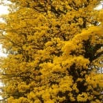 The “Seeing Fresh” contemplative photo of the week