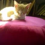 Meditating… with Kittens!