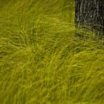 This week’s luscious “Seeing Fresh” photo