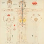 Reviews: Investigating the Subtle Body
