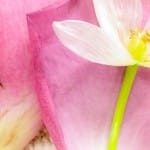 The “Seeing Fresh” contemplative photo of the moment…