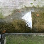The “Seeing Fresh” contemplative photo of the moment…