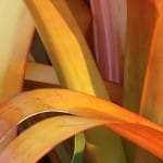 The “Seeing Fresh” contemplative photo of August 2014