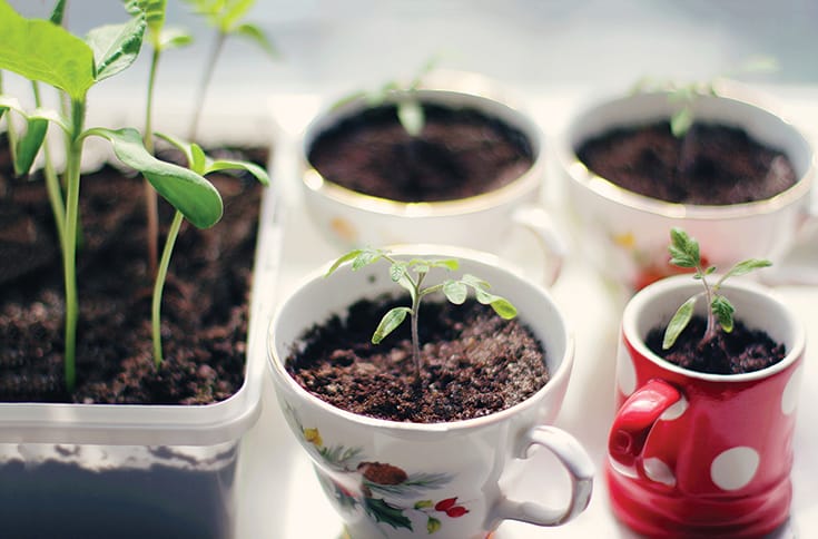 Seedlings growing in teacups