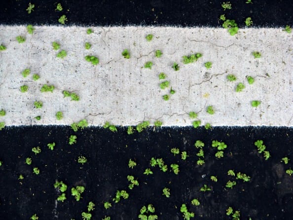 Seeing Fresh Andy Karr Contemplative Photography Miksang Asphalt Green