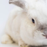 Welcoming the Year of the Water Rabbit