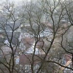 The texture of the trees