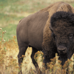 Finding Your Buffalo