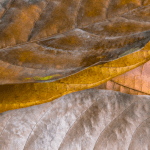 An elegant image of dead leaves