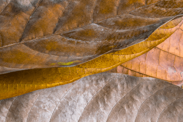 seeing fresh andy karr contemplative photography miksang buddhism lion's roar dead leaves