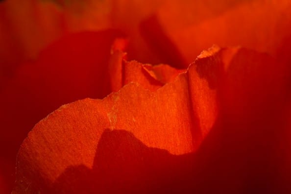 seeing fresh, contemplative photography, andy karr, miksang, lion's roar, buddhism, red