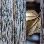 Leaf, wood