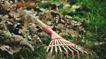 Karen Maezen Miller, Dishes, Leaves, Lion's Roar, Shambhala Sun, Joshu, Zen, Life