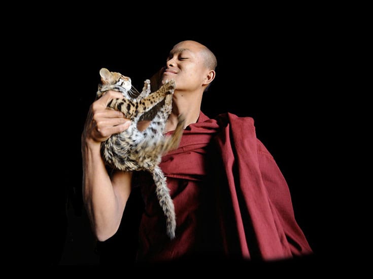 temple, cats, thailand, david wooster, lion's roar, kickstarter, crowdfunding, news