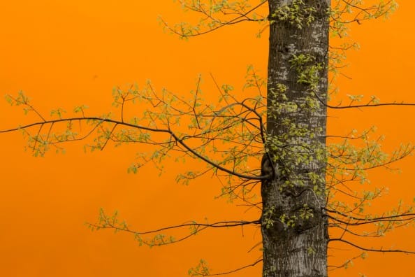 tree_against_an_orange_building-0523