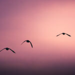 Take Refuge in the Three Jewels