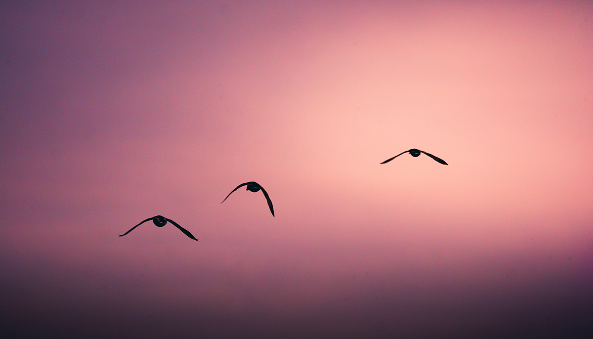 three birds fly in a pink, sunset sky