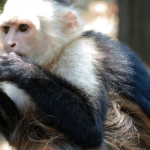 What is Monkey Mind?