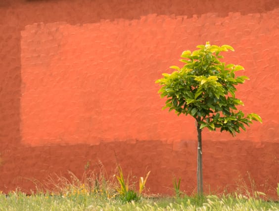 Tree on orange background.