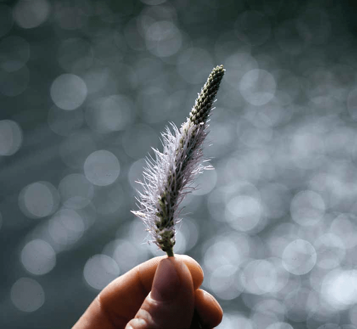 Photo by David Gabriel Fischer. Person holding a feather.