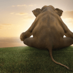 The Elephant in the Meditation Room