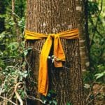 Now Is the Time to Stand Up: Practicing the Dharma in Uncertain Times, Part 2