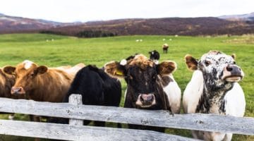 Cows grazing.